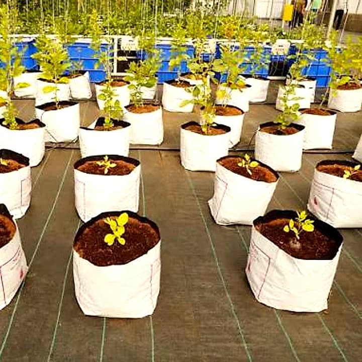 Rows of coir grow bags in a nursery, each planted with a young seedling