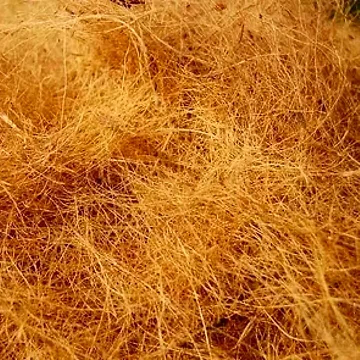 Close-up of graded coir fibre showing its long, springy strands